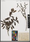Foto von Salix purpurea L.